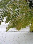 snowy
tree